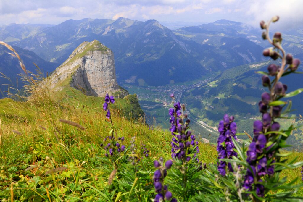 Anant Tour & Travels Best Valley of Flowers Trek