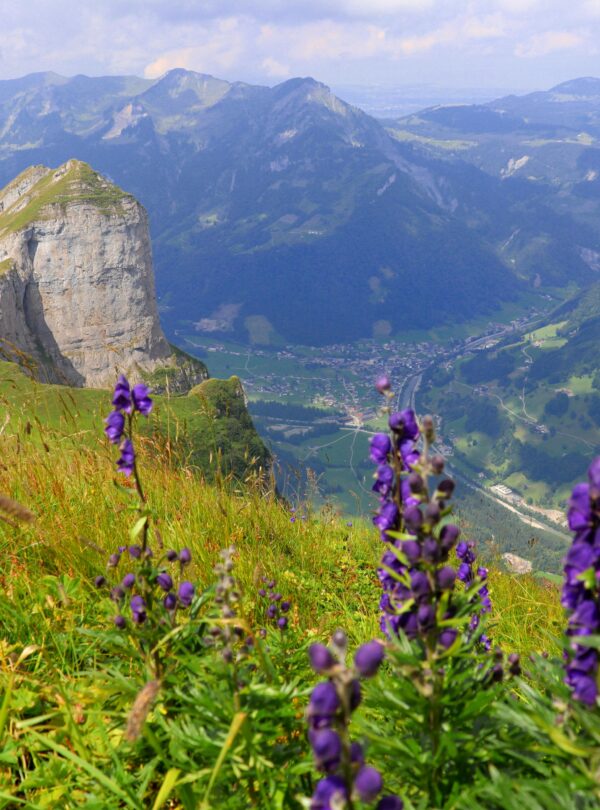 Anant Tour & Travels Best Valley of Flowers Trek